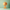 Orange fan on a green background